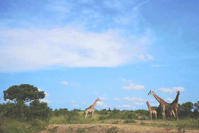 Big 5 Luxury Safari at Manyoni Private Game Reserve + Binoculars - Importance of Binoculars on Safari
