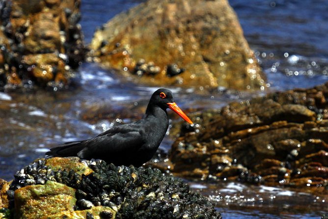 Big 5 Sea Safari in Walker Bay From Gansbaai - Tour Inclusions and Pricing