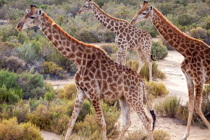 Big Five Safari Experience Near Cape Town ,South Africa - Inclusions and Exclusions