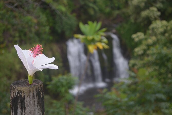 Big Island Waterfall Hiking With Hilo Cruise Ship Pickup - Health and Safety Guidelines