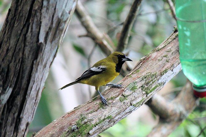 Bird Feeding Sanctuary, Montego Bay Highlights and Columbus Park Day Adventure - Accessibility and Participation
