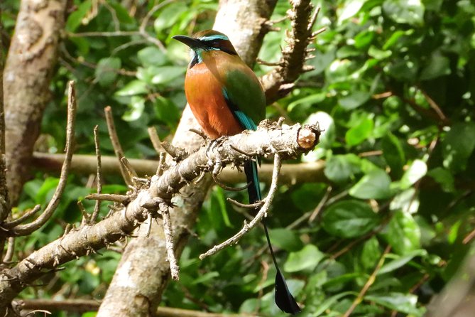 Birds of the Mayan World 1 - Meeting and Schedule