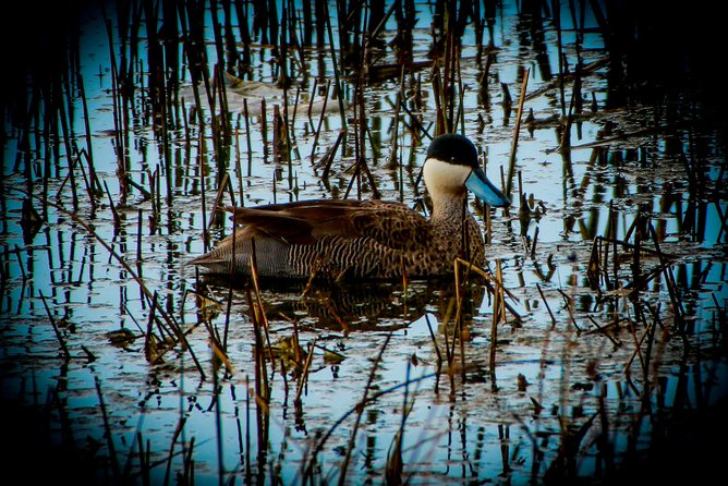 Birdwatching at Huacarpay Wetland in Cusco - Accessibility and Pickup