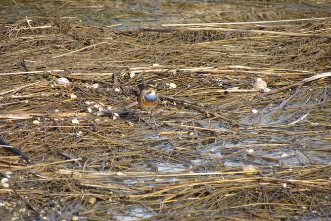 Birdwatching at Ria De Alvor - Transportation and Equipment