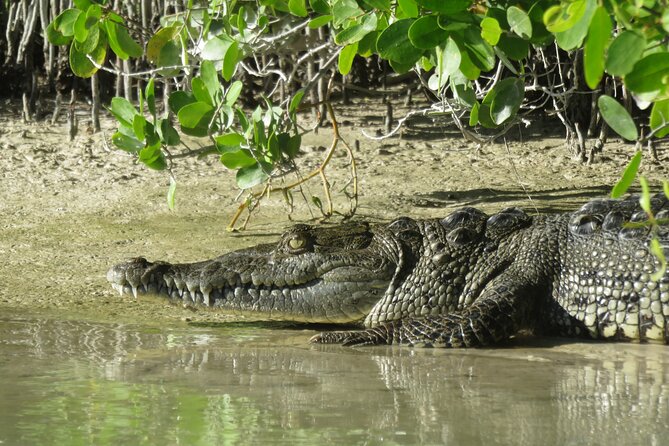 Birdwatching by Kayak in the Mangroves - Health and Safety Guidelines