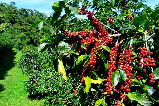 Blue Mountain Coffee Tour From Runaway Bay - Pickup Information