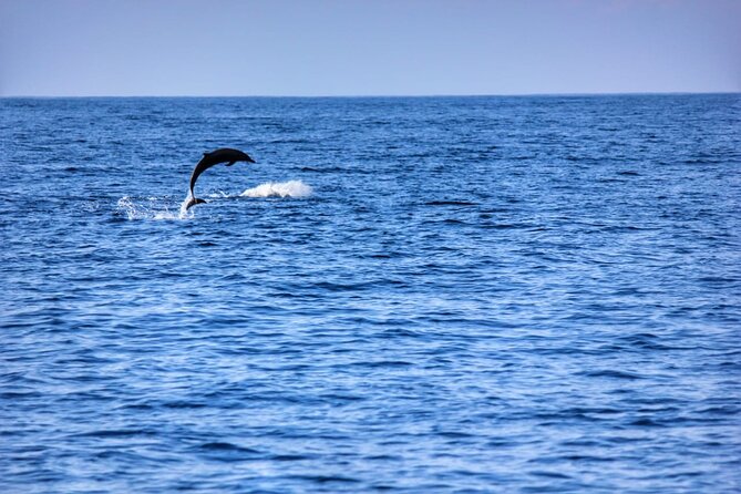 Boat Trip to See Marine Life in Puerto Escondido - Participant Information