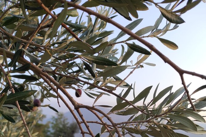 Bodrum Rustic Lunch and Olive Tasting Tour - Health and Accessibility