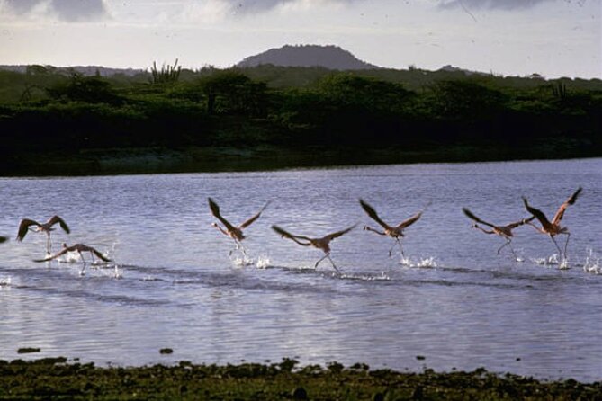 Bonaire Shore Excursion: Scenic Bonaire and Coco Beach Small Group Tour - Guest Reviews and Ratings