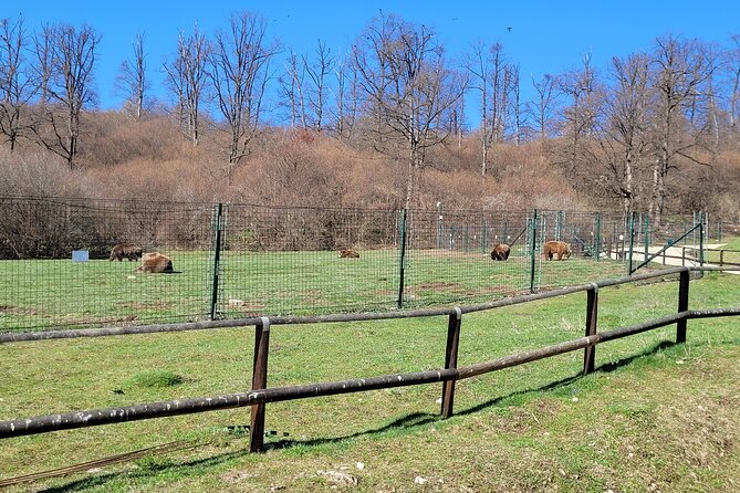 Bran Castle & Bear Sanctuary From Brasov - Optional Peles Castle - Optional Visit to Peles Castle