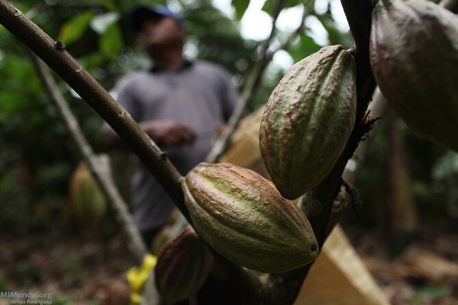 BRIBRI, Esoteric Tour Include Indigenous Chaman and Waterfalls - Discovering Local Chocolate Production