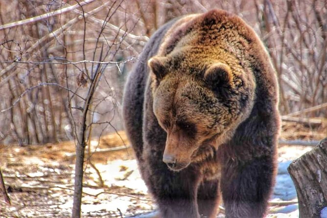 Brown Bear Sanctuary & Draculas Castle & Brasov - Private Tour From Bucharest - Pickup Information