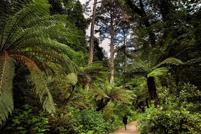 Bussaco Palace, Gardens & Forest - Discovering the Forest