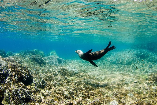 Cabo Pulmo National Park Snorkel Expedition From Cabo San Lucas - Inclusions and Fees