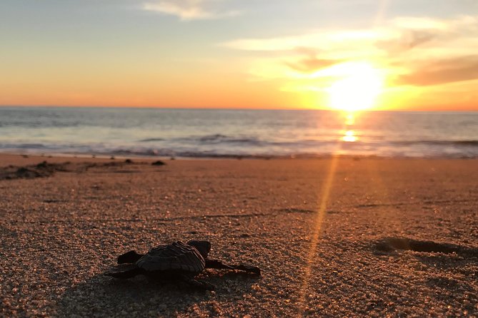 Cabo Turtle Release - Turtle Release Activity