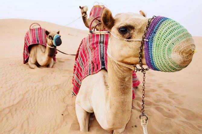 Camel Farm Visit - Dubai UAE - Transportation Details