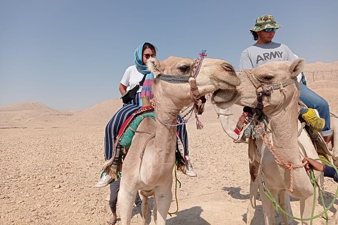 Camel Riding Tour in Luxor West Bank - Customer Experiences
