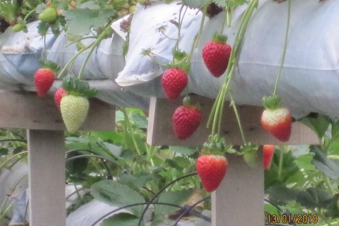 Cameron Highlands, Garden of Nature Full Day Private Guided Tour - What to Expect on Your Tour