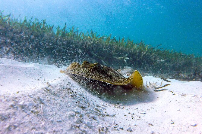 Cancun Snorkeling Adventure: Underwater Museum, Reef & Shipwreck - Special Considerations