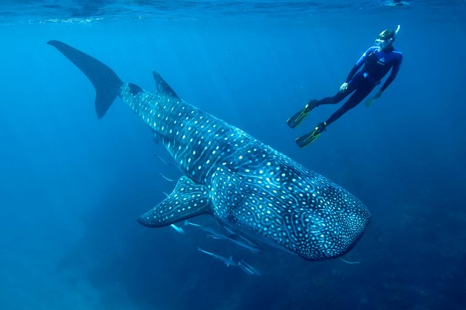 Cancun Whale Shark Encounter - Meeting and Pickup Information