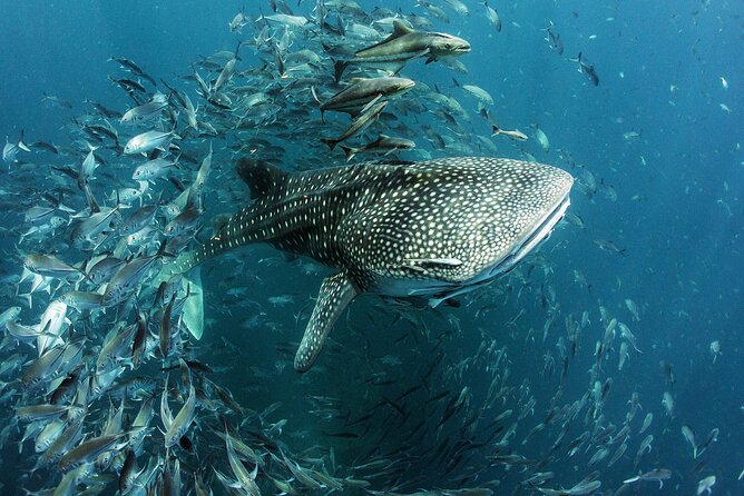 Cancun Whale Shark Experience With Snorkel & Transportation - Pricing and Booking