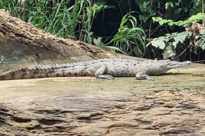 Canoe Tour in Tortuguero National Park - The Canoe Journey Experience