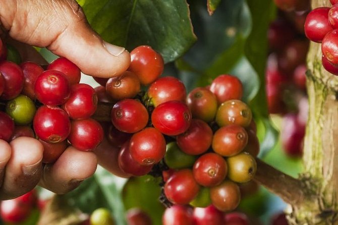 Canyonning & Coffee Experience Half Day - Booking and Considerations