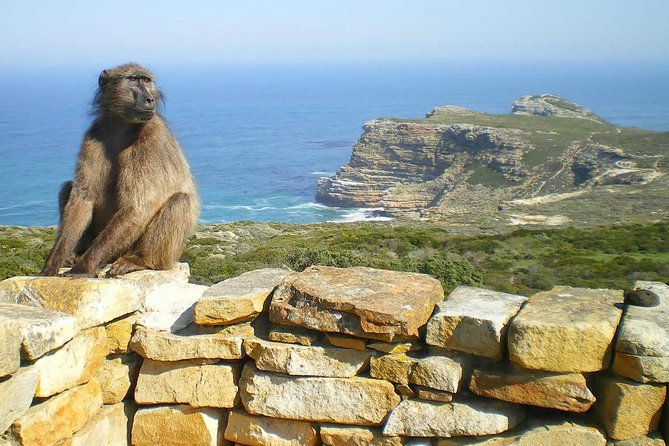 Cape Point Explore With Boulders Penguins Small Group Day Tour - Unique Features of the Tour