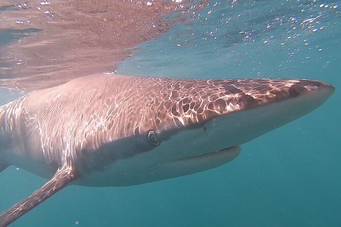 Cape Shark Diving Adventures - Participation Requirements and Guidelines