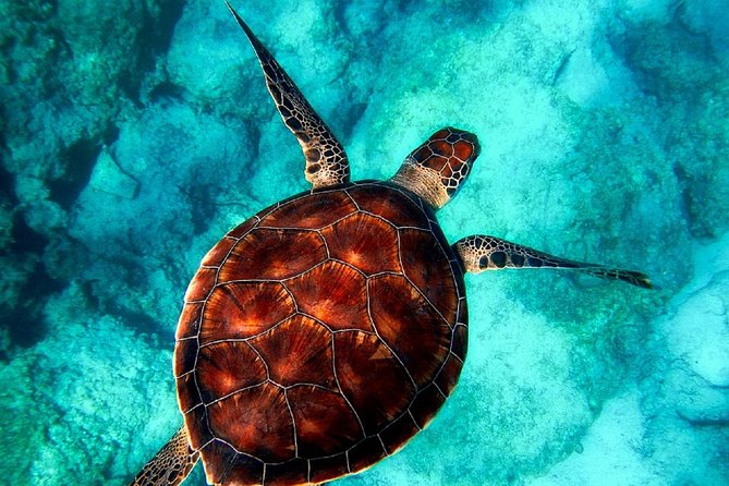 Caretta-Caretta Turtle Trip - Customer Feedback and Ratings