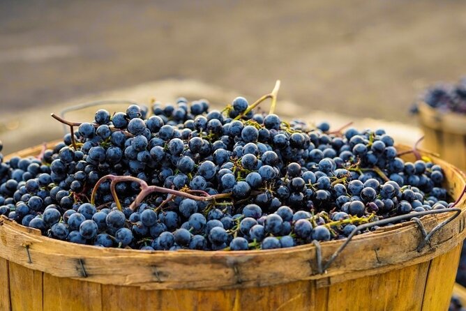 Casablanca Private Wine Tour 3 Wineries With Lunch From Santiago - Tour Guide and Driver Information