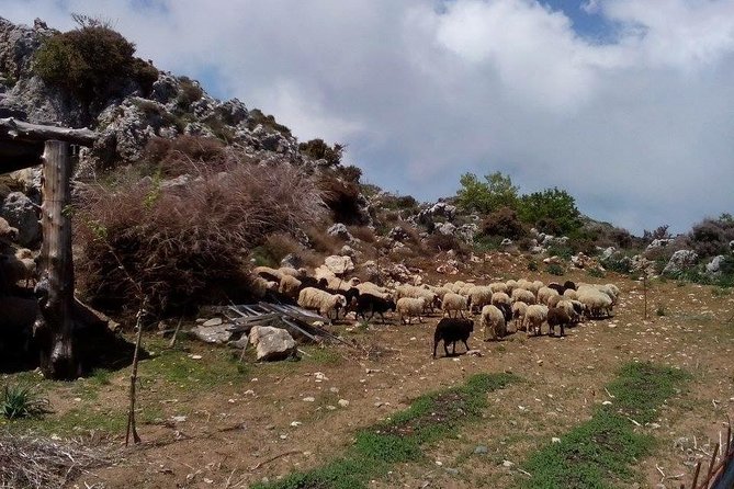 Chania Shore Excursion to the White Mountains Review - Safety Considerations