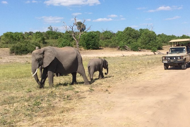 Chobe Full Day Trip - Commitment to Quality Service