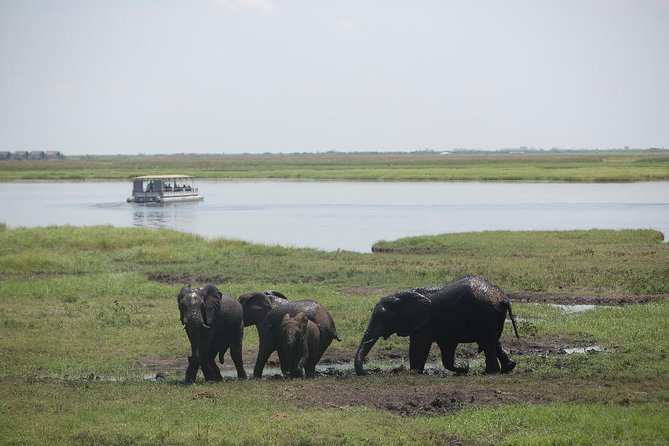 Chobe Half Day Trip - Pickup Information