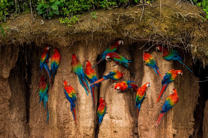 Chuncho Macaw Clay Lick Full Day - Cost and Inclusions