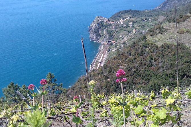 Cinque Terre Unforgettable Hiking Experience - Connecting With Local Vintners