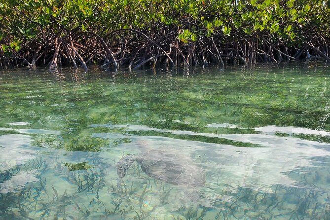 Clear Bottom Kayak Mangrove Eco Tour - Customer Experiences and Feedback