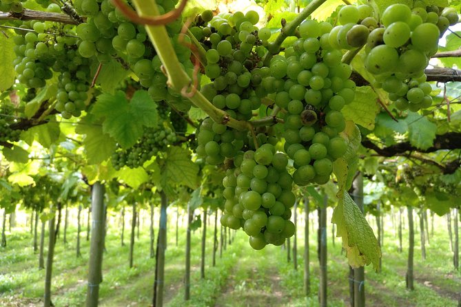 CLIFFS, GRILLED FISH and TXAKOLI WINE - Private Gastronomic Adventure - Grilled Fish and Txakoli Tasting