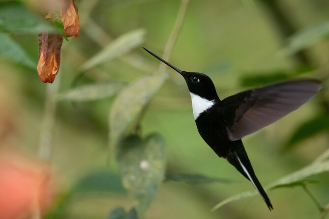 Coffee Lands Birdwatching Tour (Transport + Guiding) - Dining on Local Cuisine