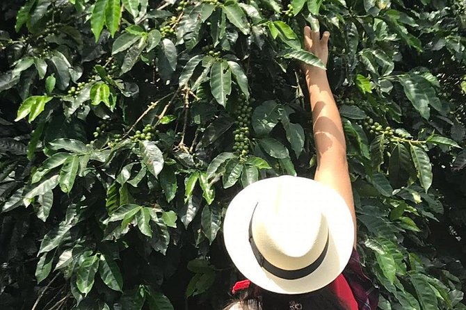 Coffee Tour - All Inclusive - Medellín - Cancellation and Booking