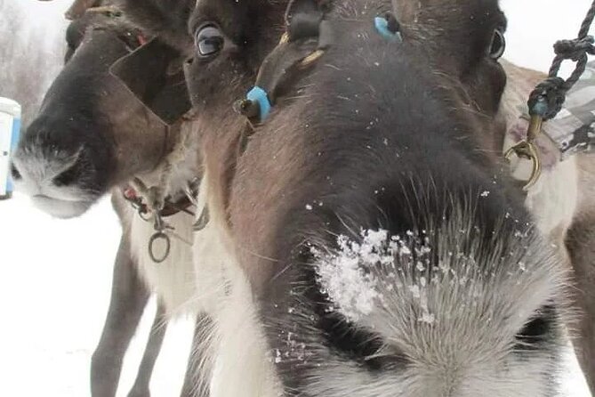 Combo TourHusky and Reindeer Sledding Ride in Levi - Since You Asked