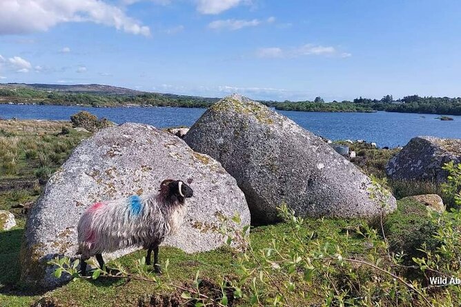 Connemara Sheep Farm Experience & Kylemore Abbey by Lux Limousine - Accessibility and Participation