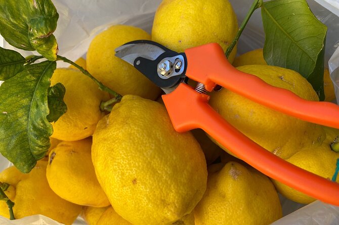 Cooking Class to Learn How to Make Limoncello in Sorrento - Preparing the Lemon Cake