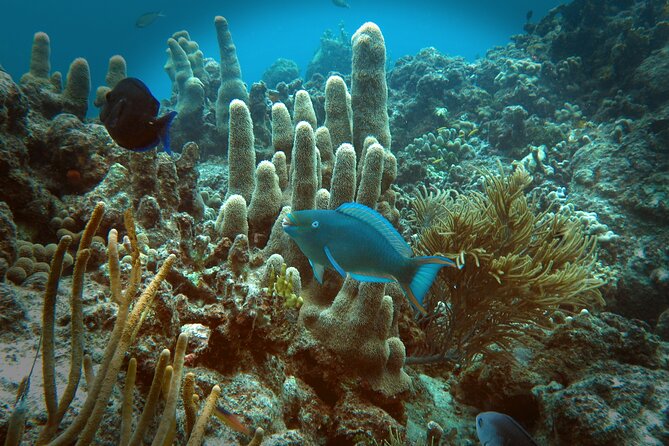 Coral Reef and Turtle Discovery Tour - Explore the Coral Reef