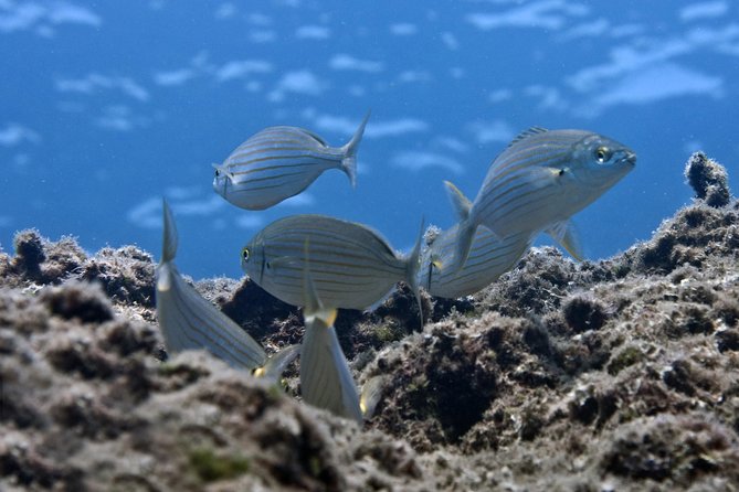 Crete Introductory Scuba Diving Experience - Included in the Experience