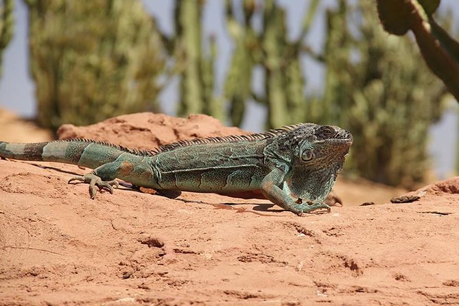 Crocoparc Tour in Agadir - Traveler Recommendations