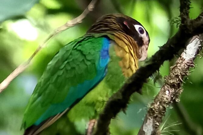 Curicancha Birdwatching Tour - Inclusions