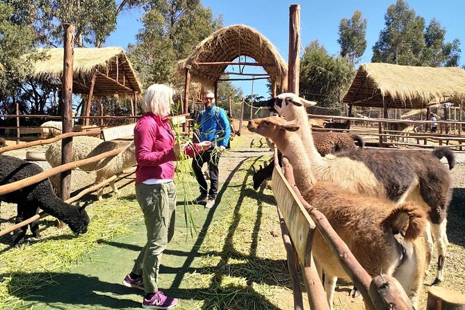 Cusco City & Nearby Ruins (Private Service) - Discovering Qenqo Archaeological Site