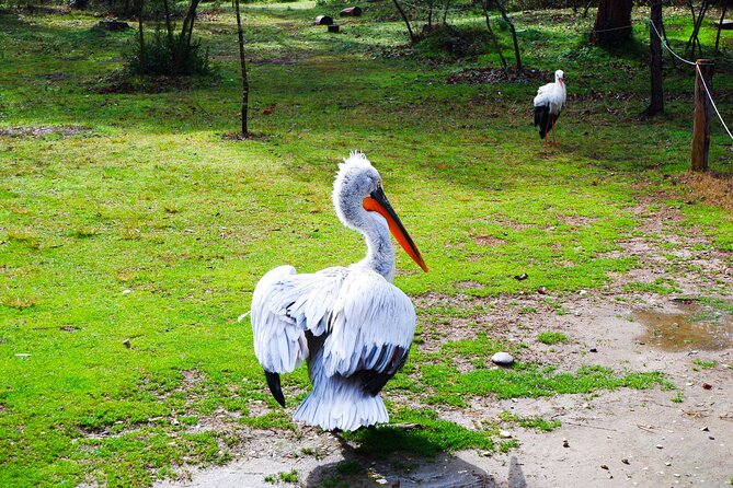 Day Tour of Berat and Karavasta Lagoon From Tirana&Durres - Confirmation and Booking Details