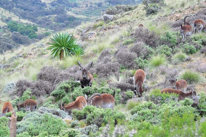 Day Trek to Simien Mountain - Customer Experiences and Feedback